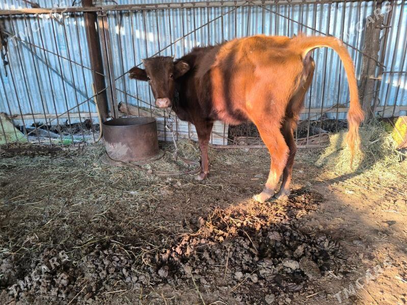 Gulajyn - Векильбазар - img 6