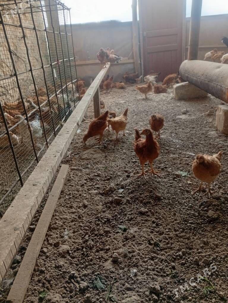 juje - Kerki - img 3