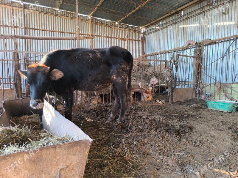 Gulajyn - Векильбазар - img 8