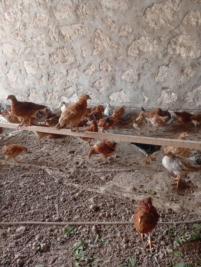 juje - Kerki - img 2