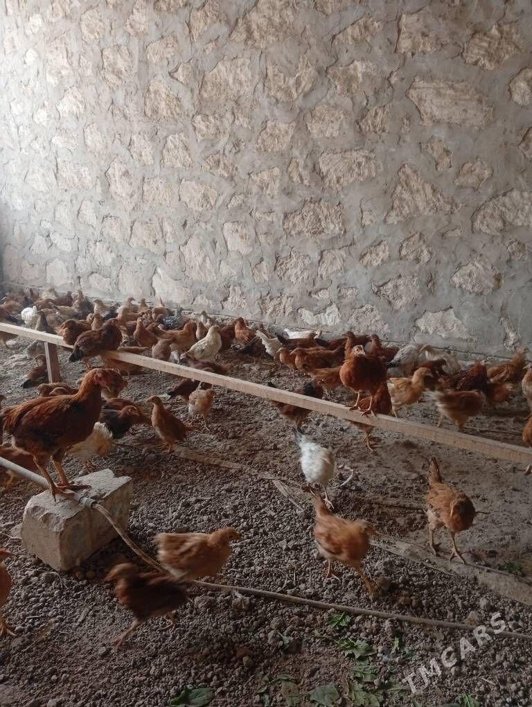 juje - Kerki - img 4