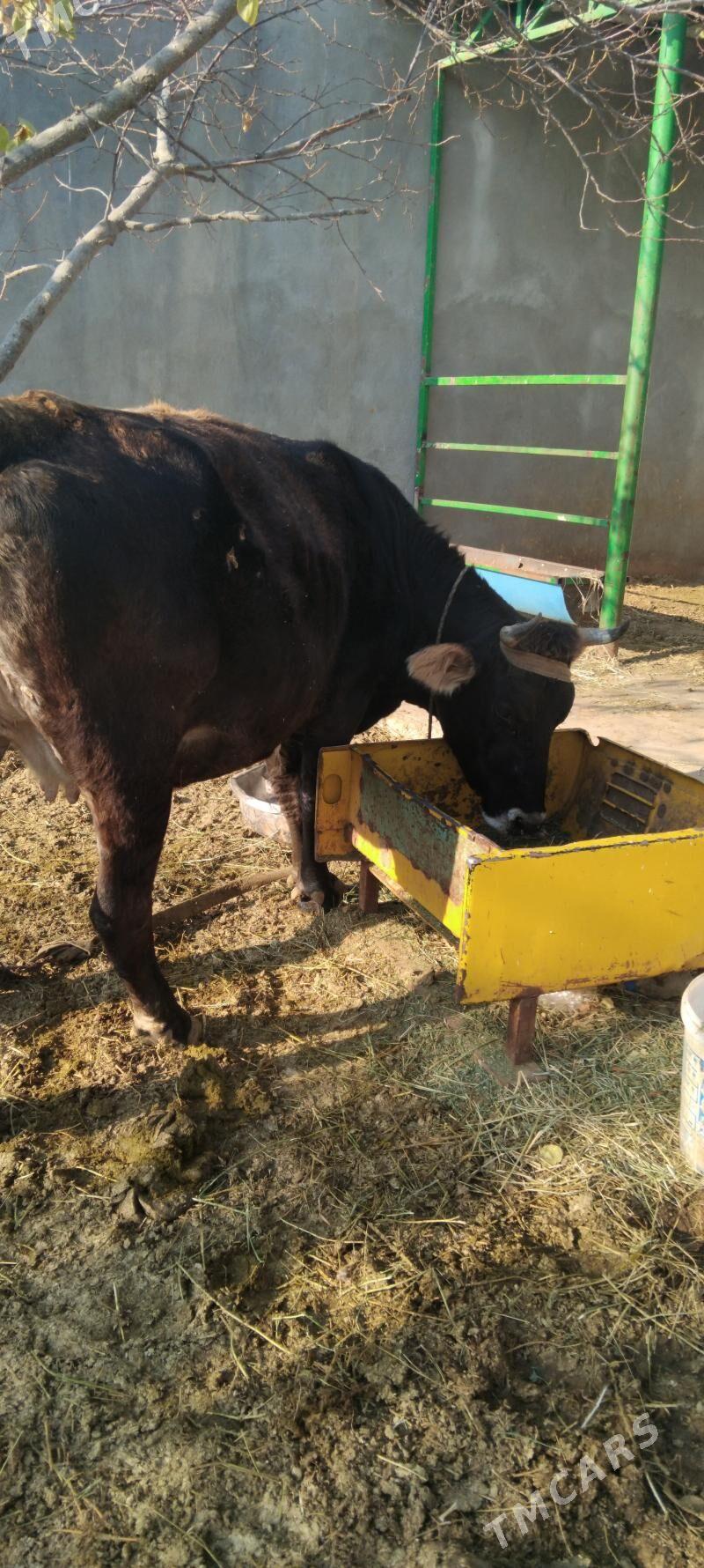 sygyr - Täze zaman - img 5