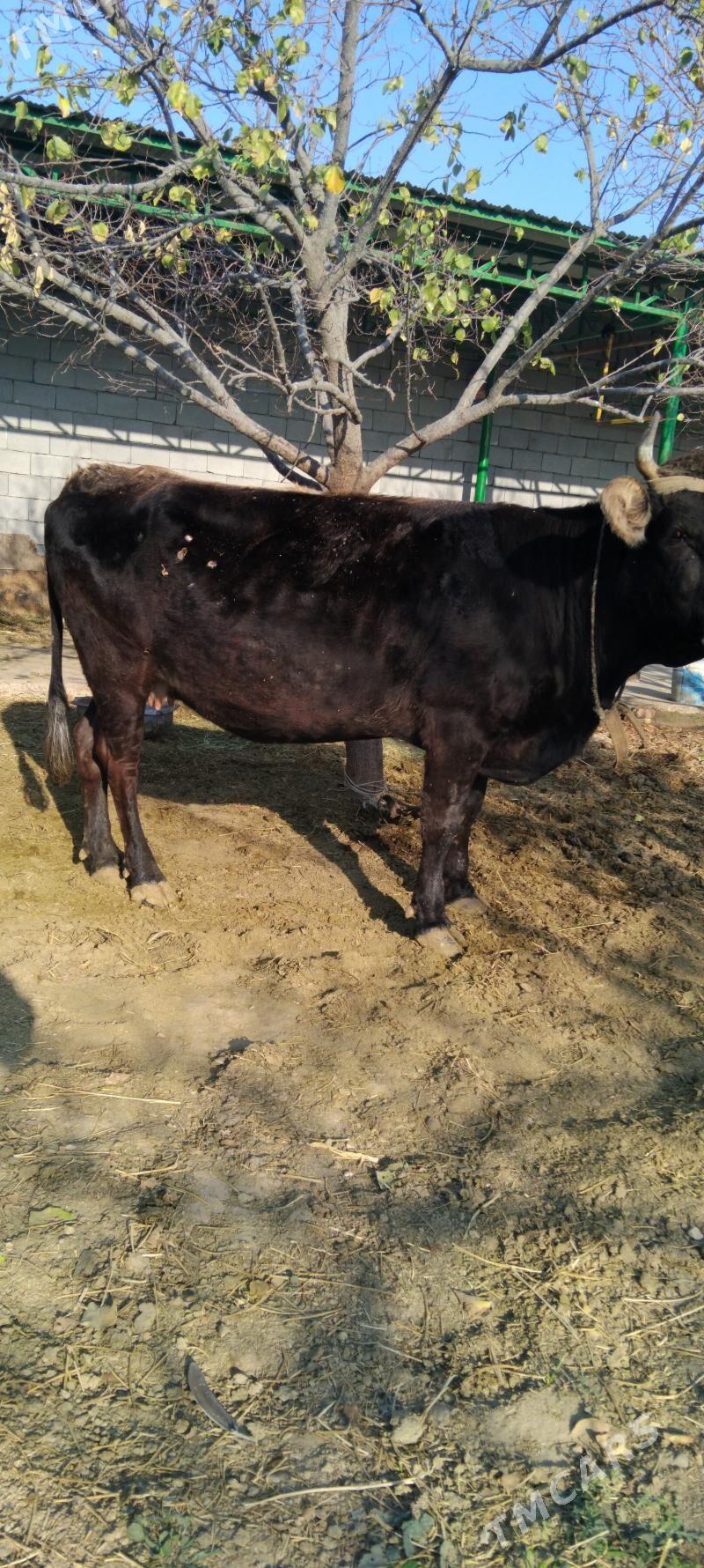 sygyr - Täze zaman - img 2