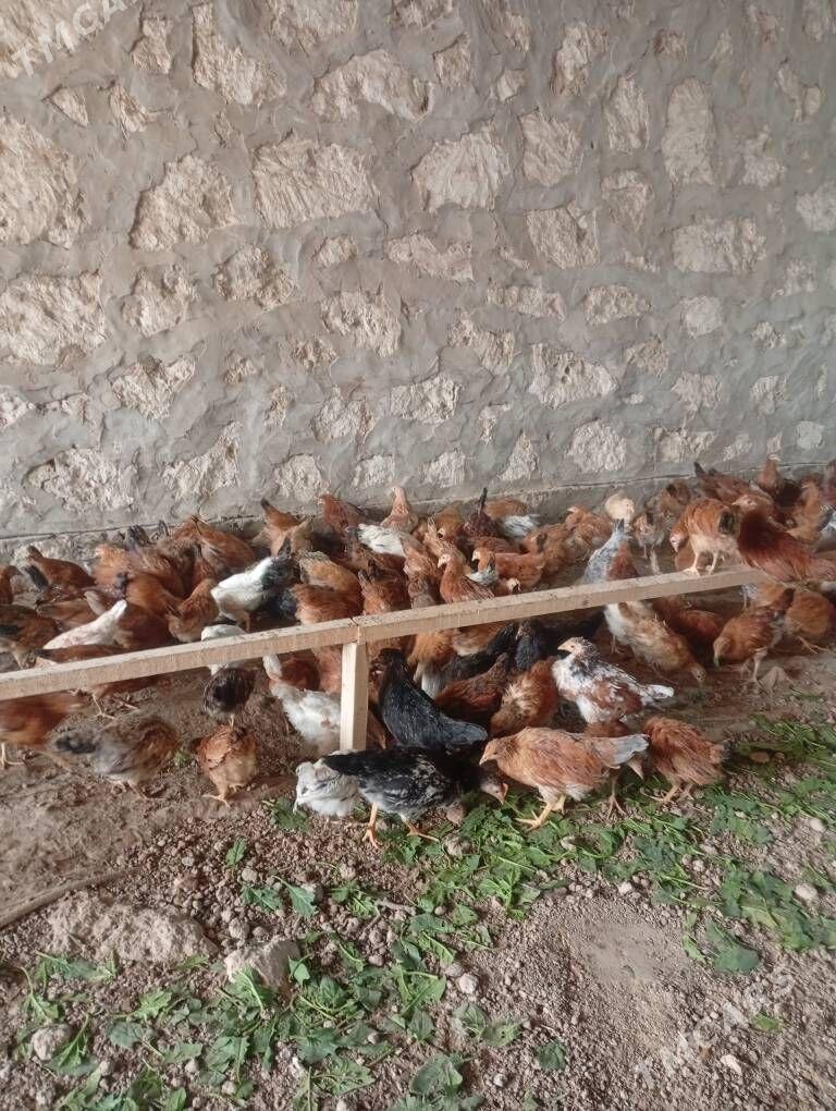 juje - Kerki - img 5