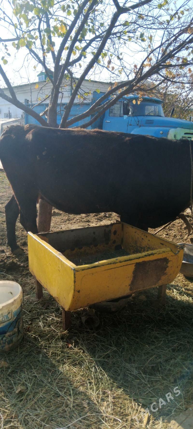 sygyr - Täze zaman - img 6