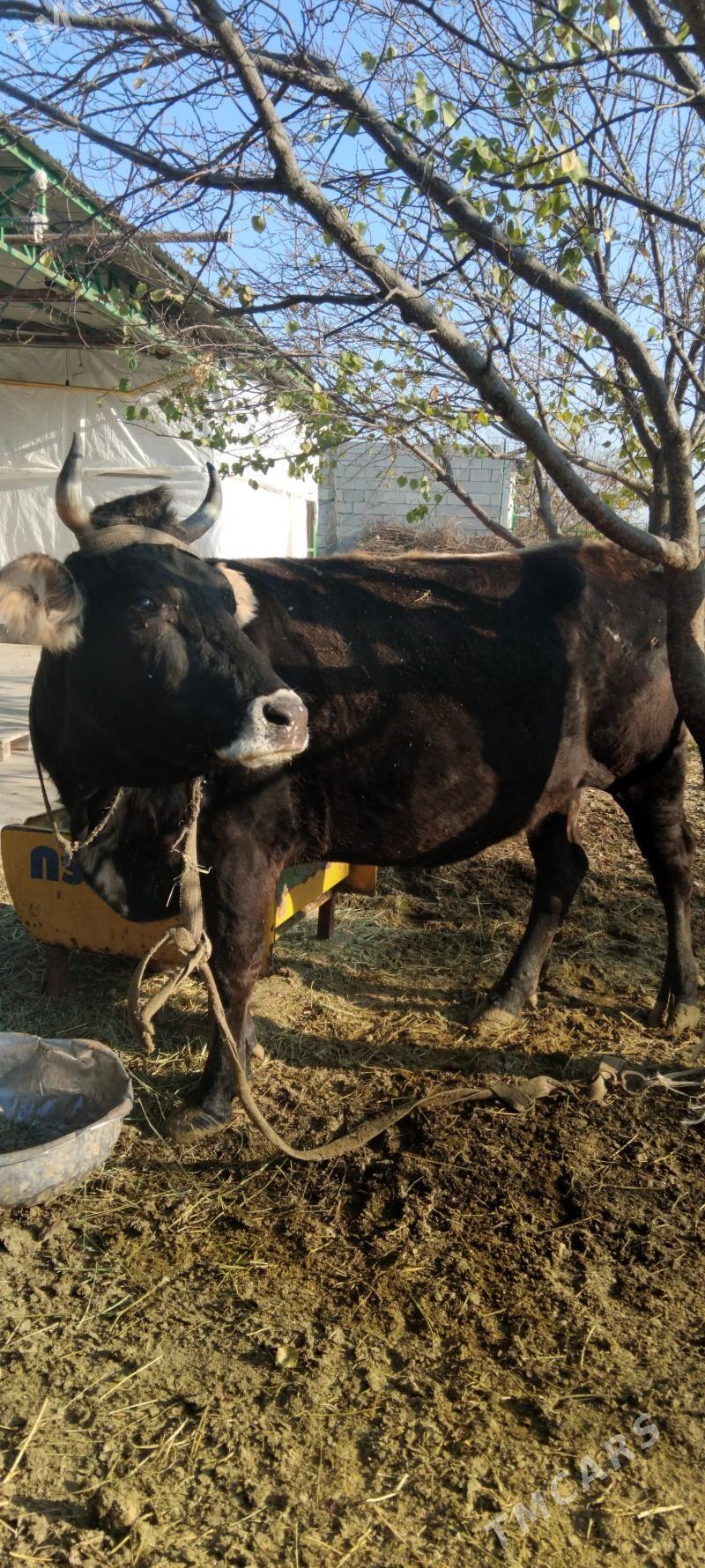 sygyr - Täze zaman - img 3