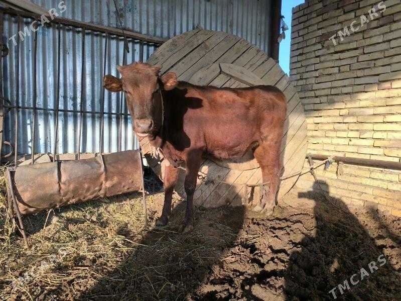 Gulajyn - Векильбазар - img 5