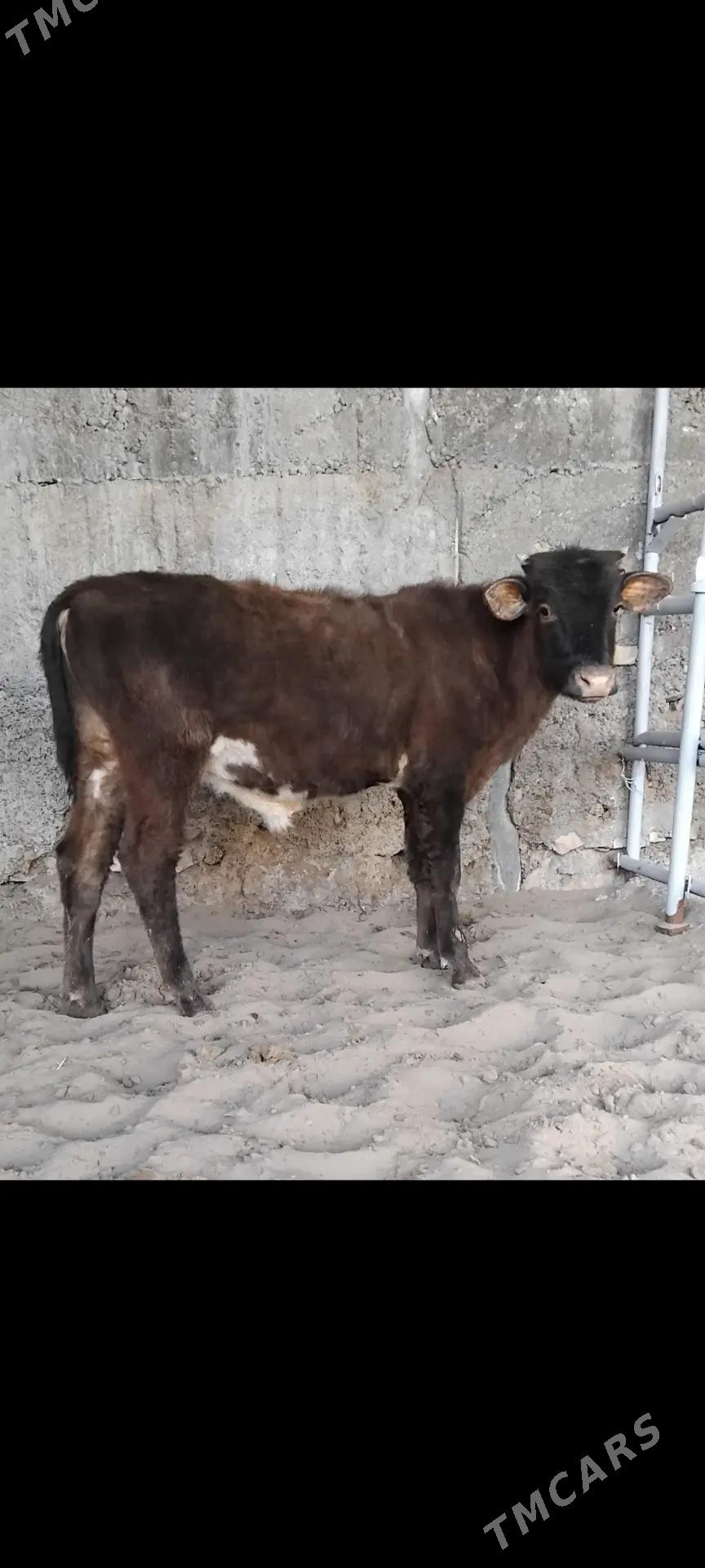 ŠWES OKUZ - Büzmeýin - img 2