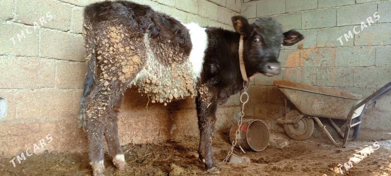 gole tuwe - Ак-Бугдайский этрап - img 2