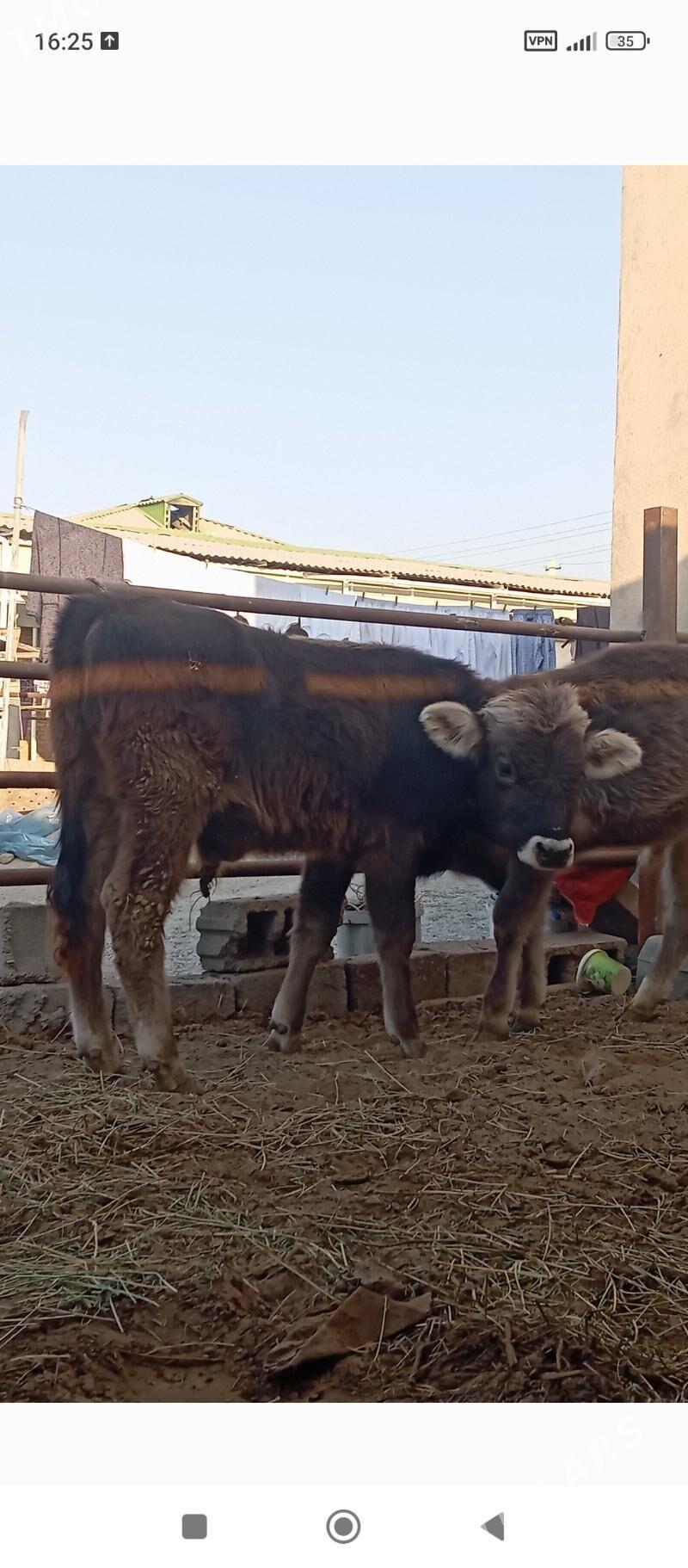 şiwes öküz - Büzmeýin - img 2