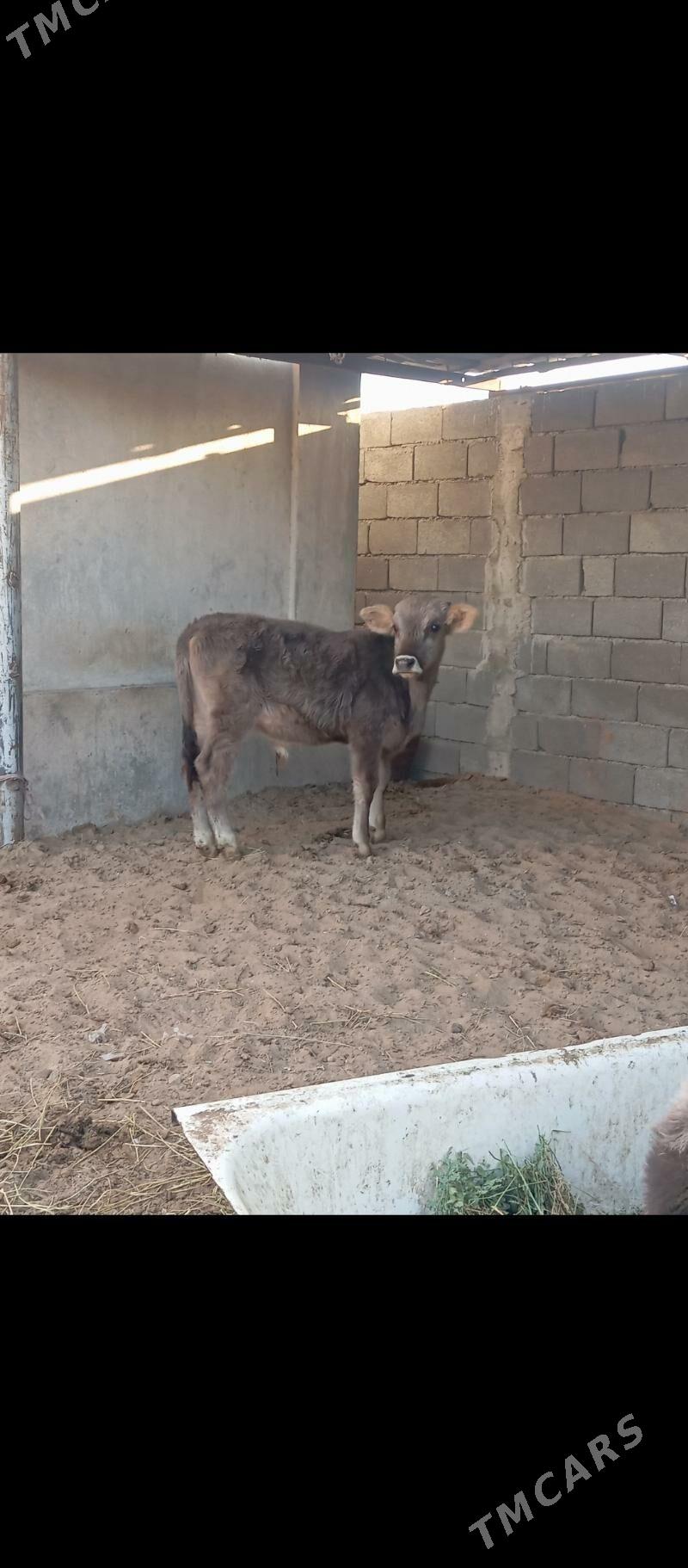 şiwes öküz - Büzmeýin - img 3