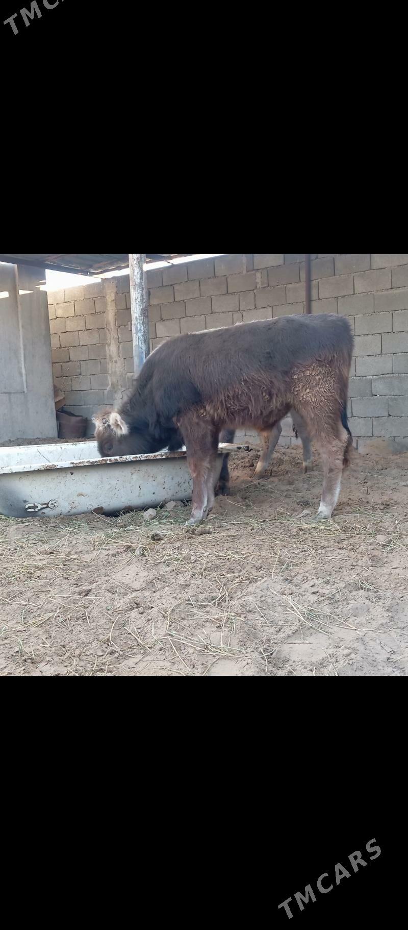 şiwes öküz - Büzmeýin - img 4