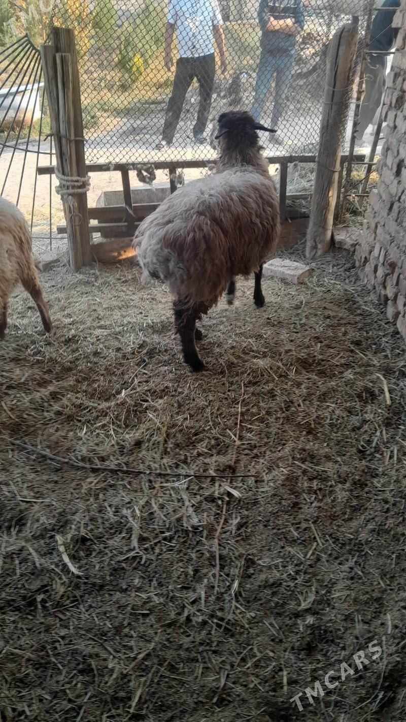 gyṣlaky tokly gurot - Bagyr - img 3