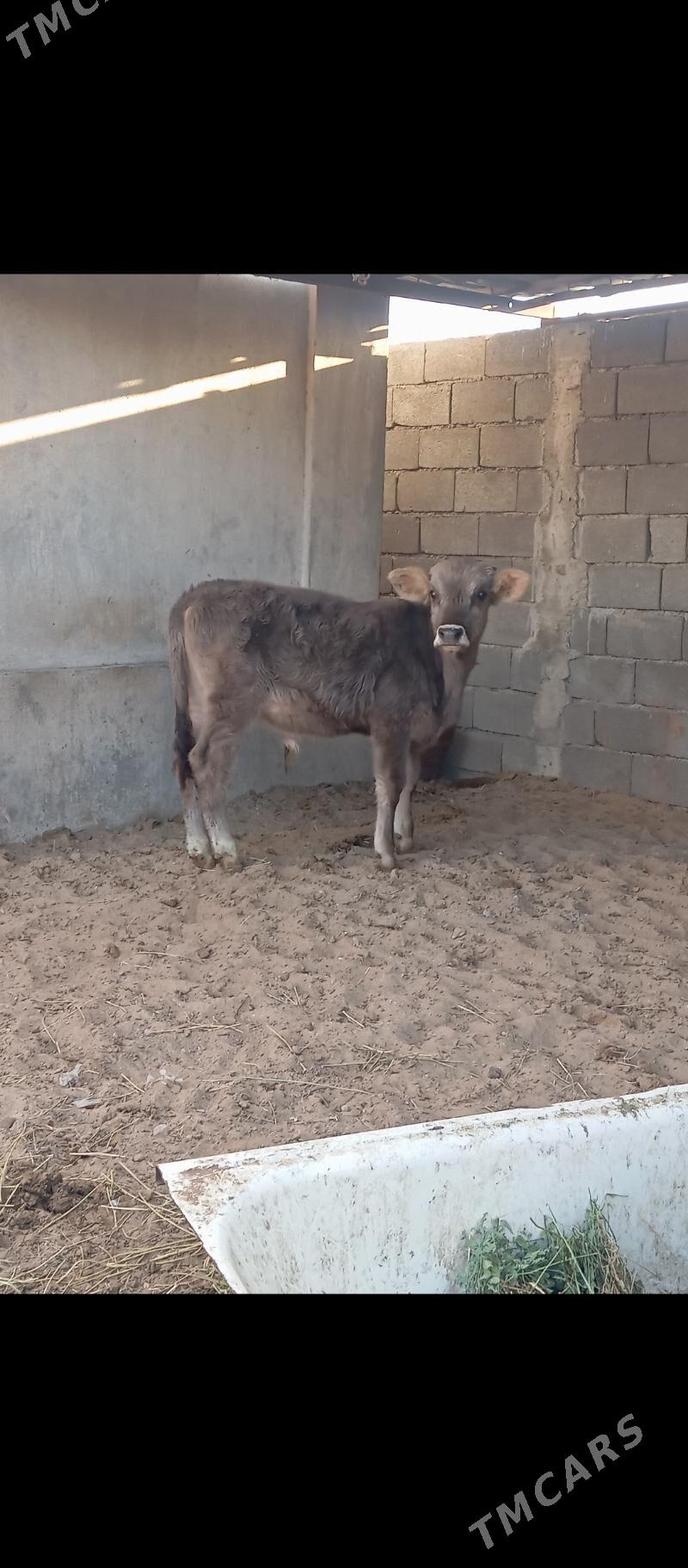 şiwes öküz - Büzmeýin - img 5