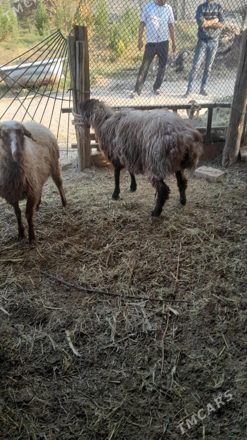 gyṣlaky tokly gurot - Bagyr - img 2