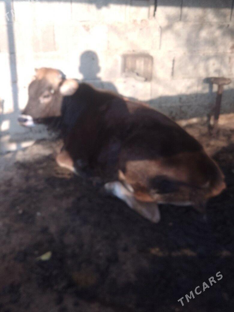 tuwe - Bäherden - img 3