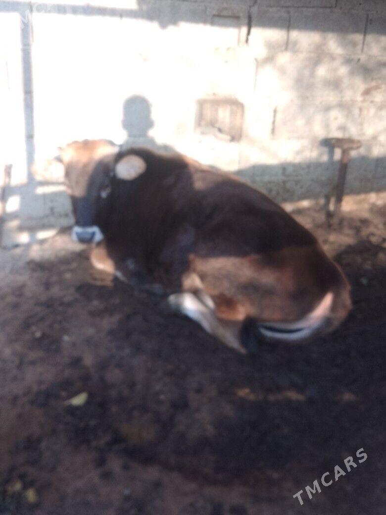 tuwe - Bäherden - img 2