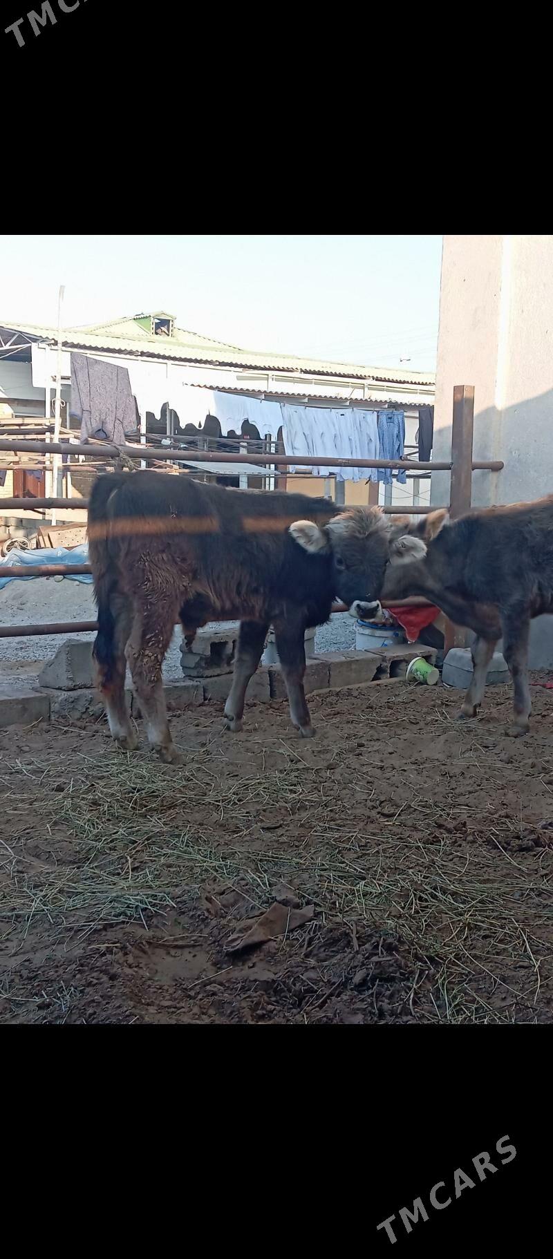 şiwes öküz - Büzmeýin - img 6