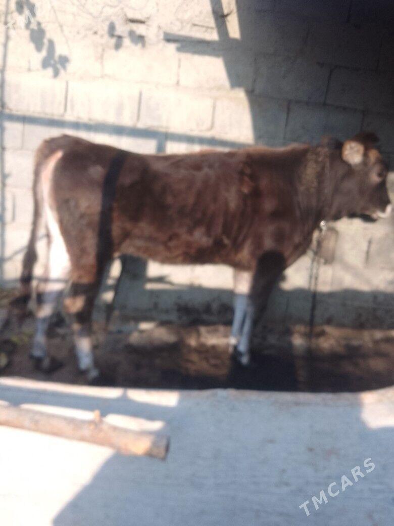 tuwe - Bäherden - img 1