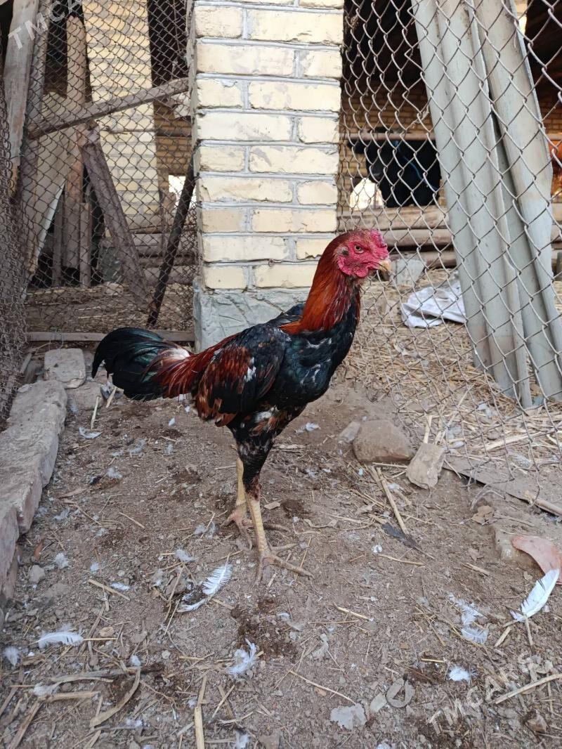 baysy horaz juje - Çärjew - img 6