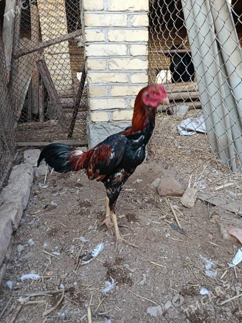 baysy horaz juje - Çärjew - img 4