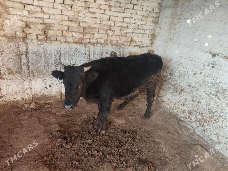 okuz 1yasap gecen dayow - Aşgabat - img 3