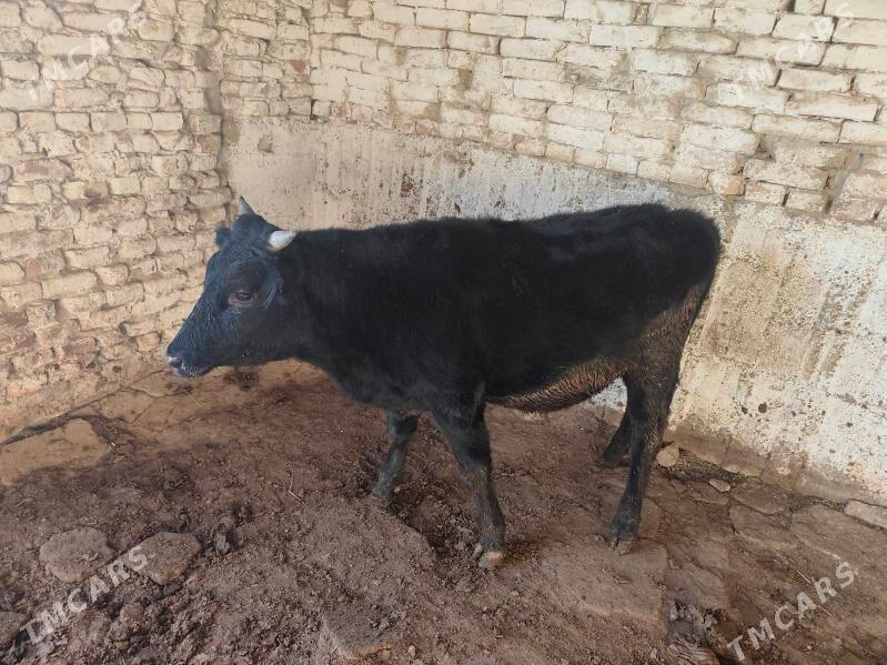 okuz 1yasap gecen dayow - Aşgabat - img 4