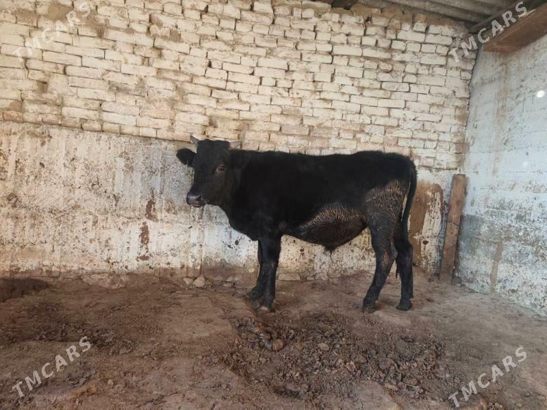 okuz 1yasap gecen dayow - Aşgabat - img 2