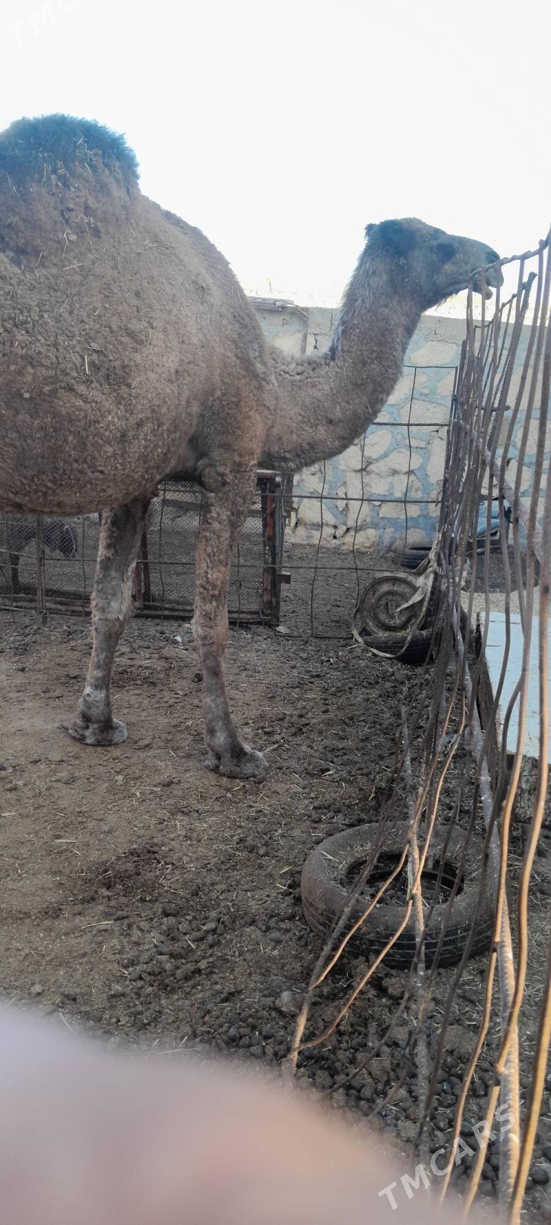 bakylgy düye - Гызыларбат - img 5