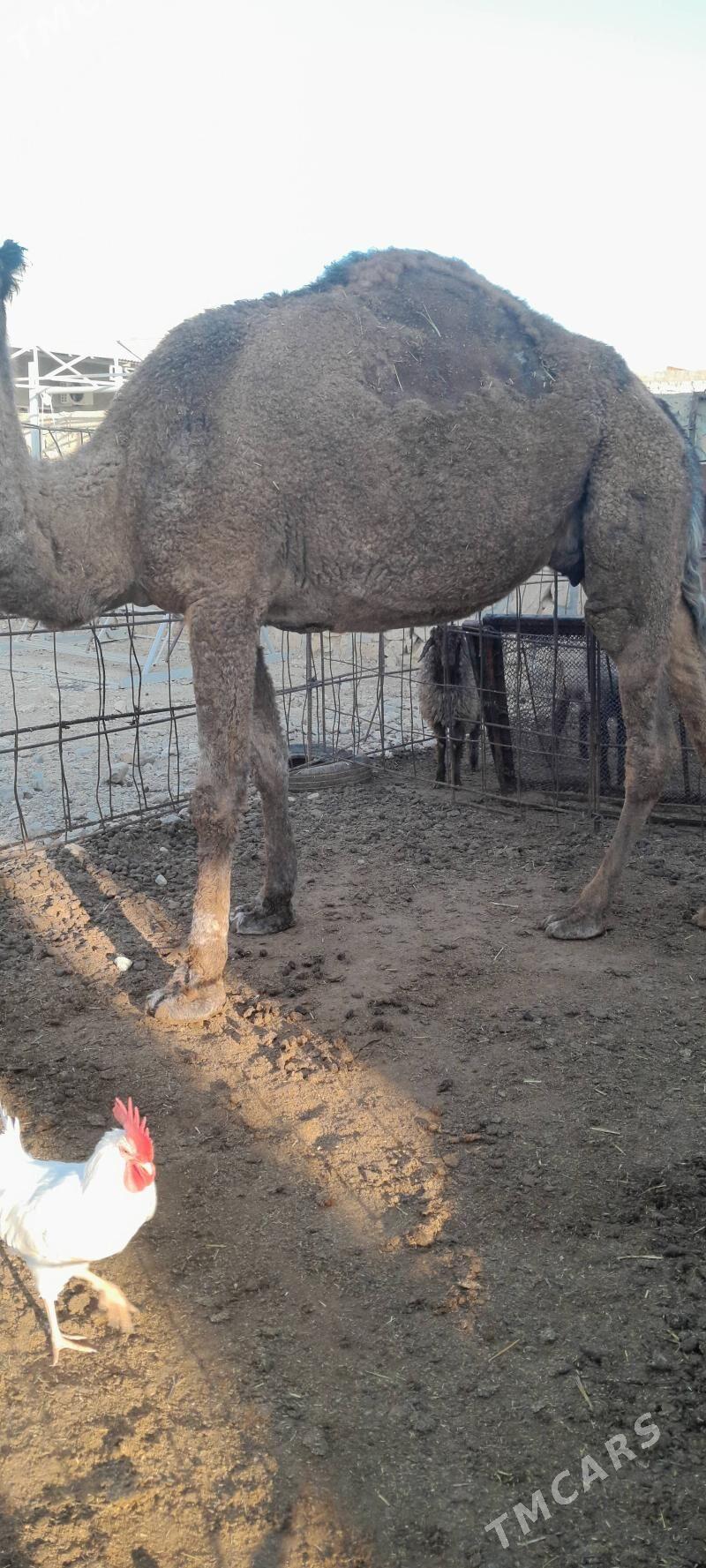 bakylgy düye - Гызыларбат - img 4