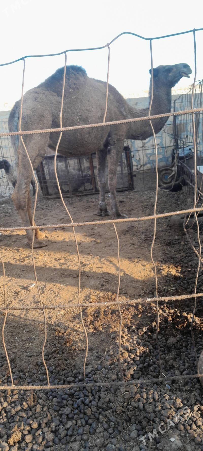 bakylgy düye - Гызыларбат - img 2