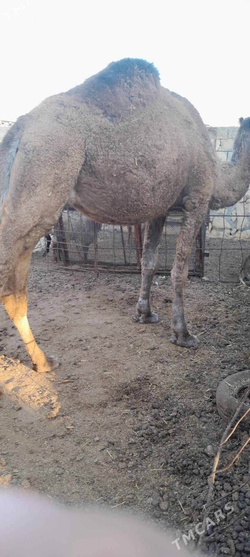 bakylgy düye - Гызыларбат - img 3