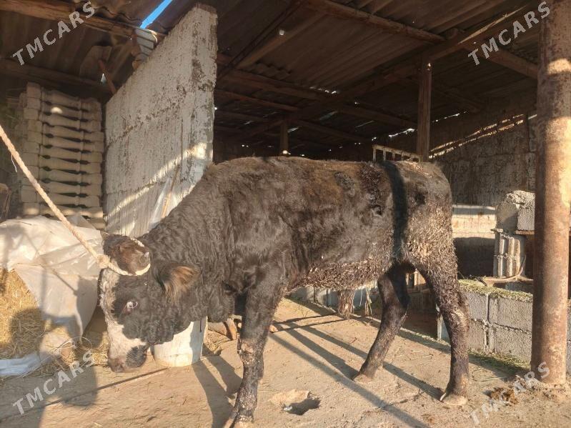 okuz dayow 1yarym yas - Aşgabat - img 1