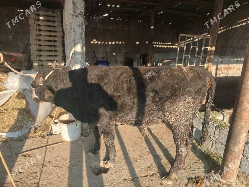 okuz dayow 1yarym yas - Aşgabat - img 2