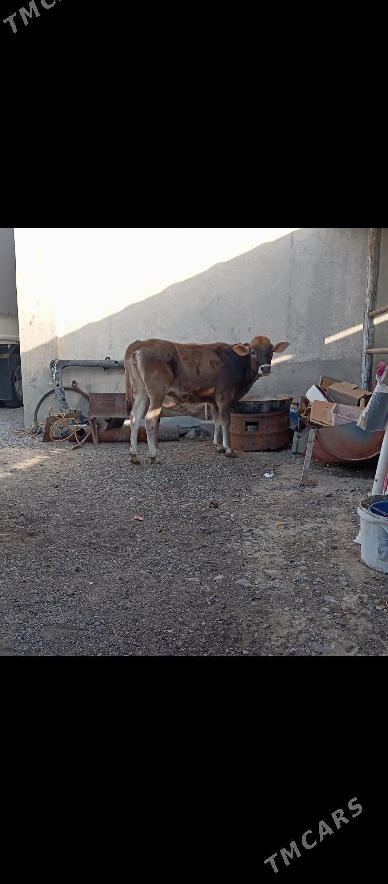 öküz tüwe - Büzmeýin - img 4