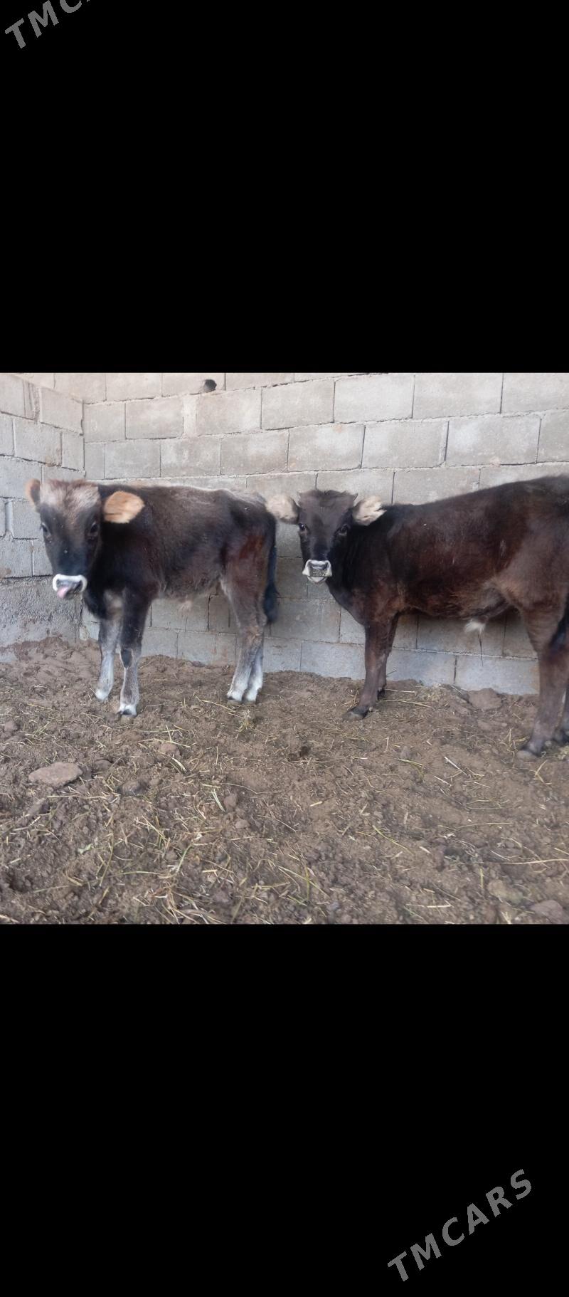 öküz tüwe - Büzmeýin - img 5