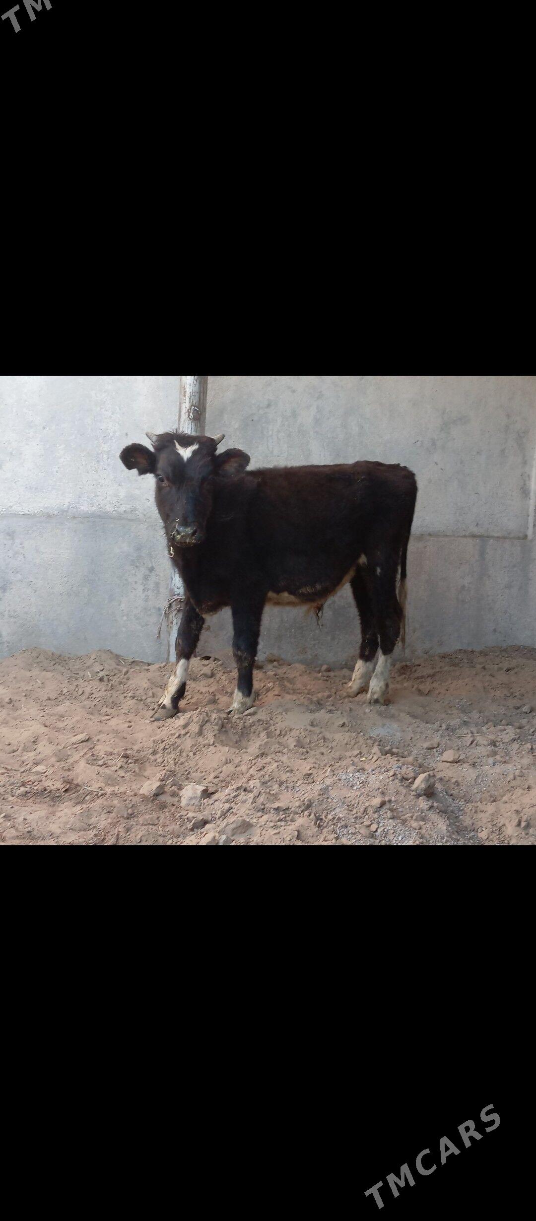 öküz tüwe - Büzmeýin - img 2