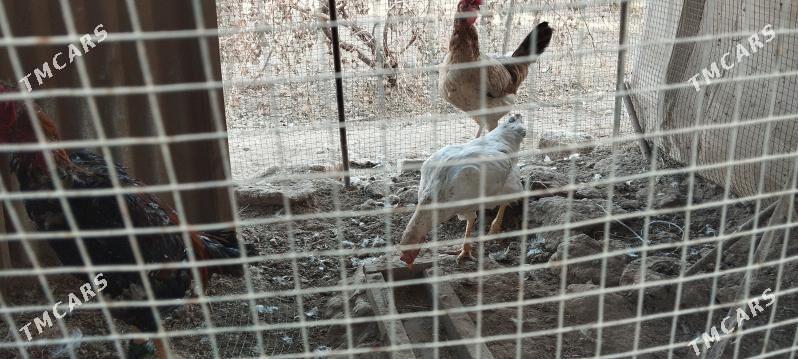 horaz  towuk - Darganata - img 2