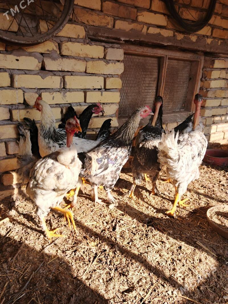 Parodny towuklar - Саят - img 6