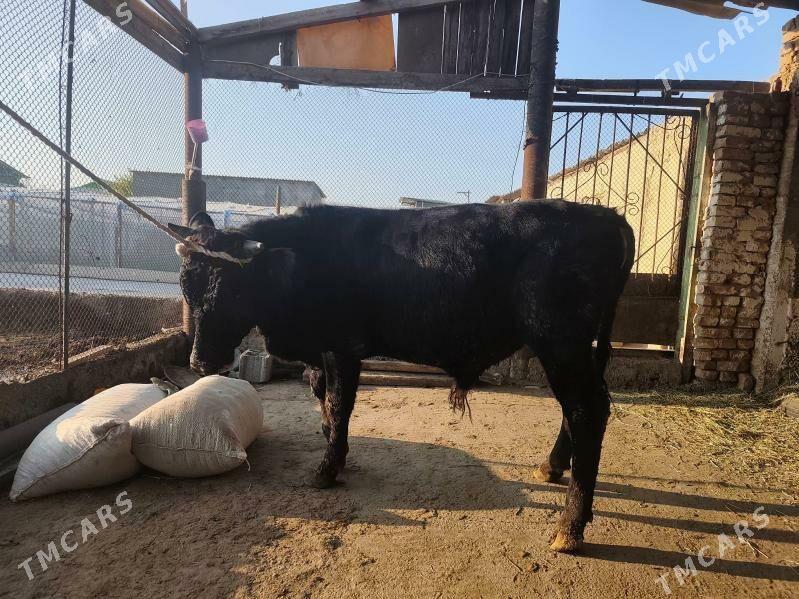 okuz 1yarym yasyna - Aşgabat - img 3