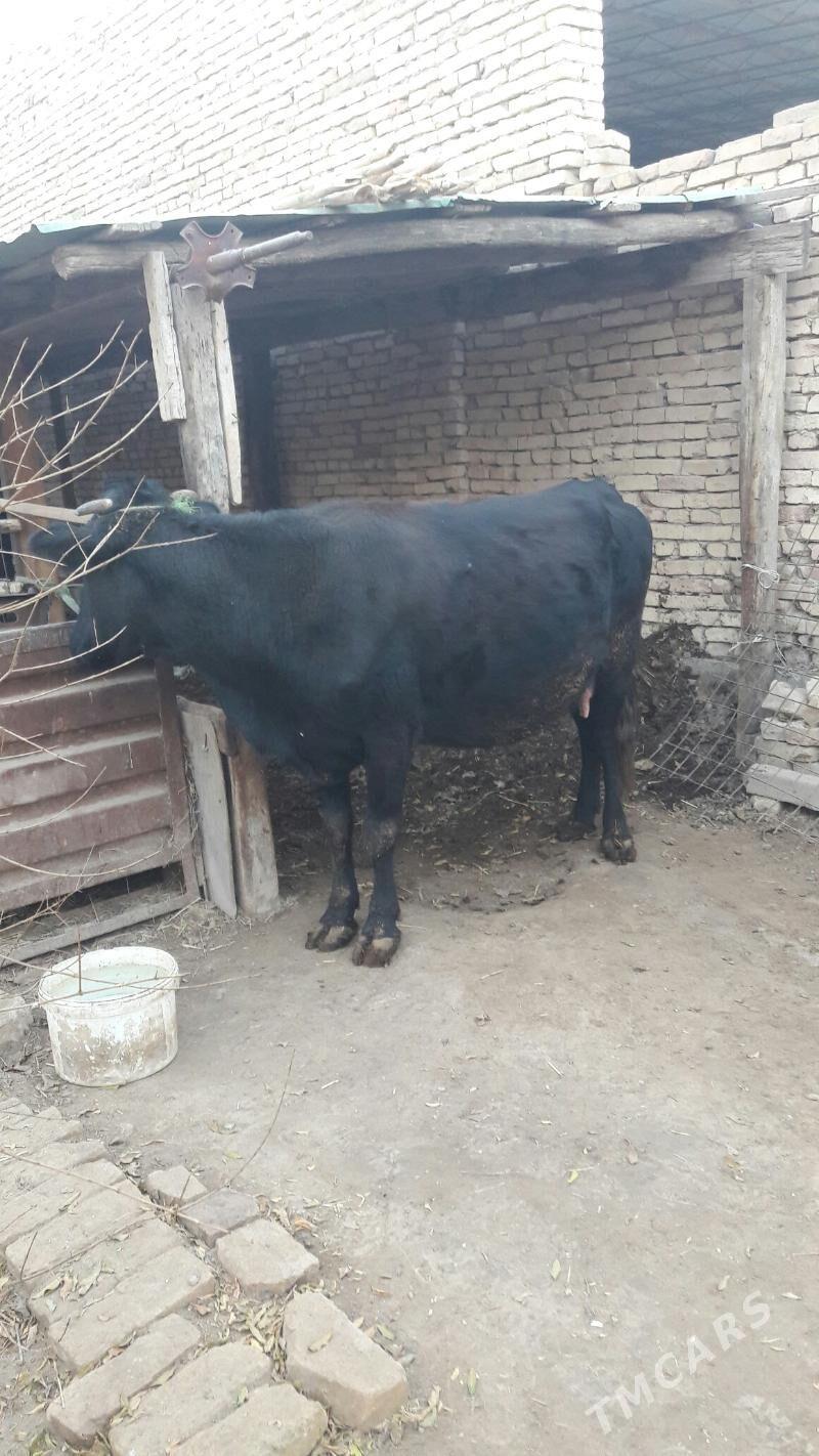 голелы сыгыр - Türkmenabat - img 2