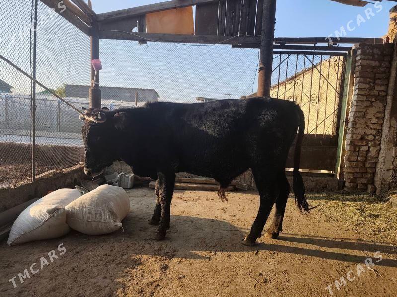 okuz 1yarym yasyna - Aşgabat - img 2