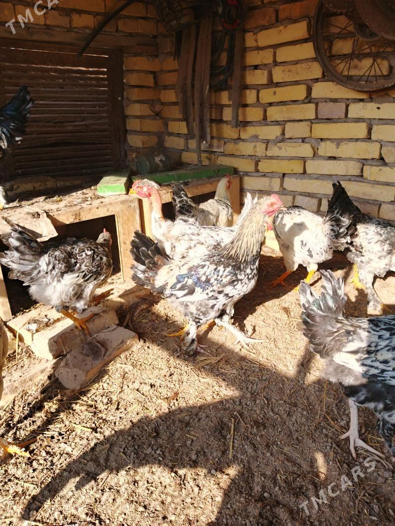 Parodny towuklar - Саят - img 5