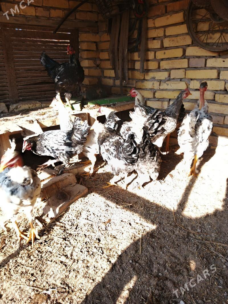 Parodny towuklar - Саят - img 3