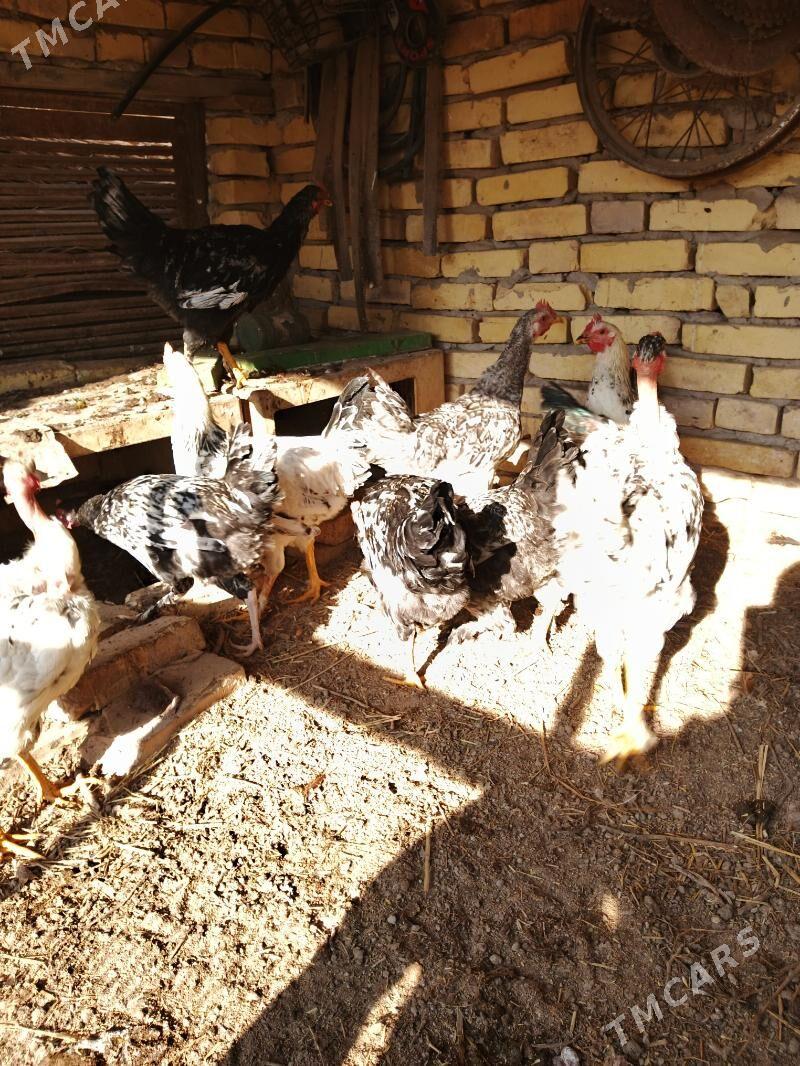 Parodny towuklar - Саят - img 4