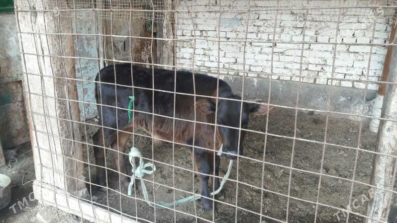 голелы сыгыр - Türkmenabat - img 3