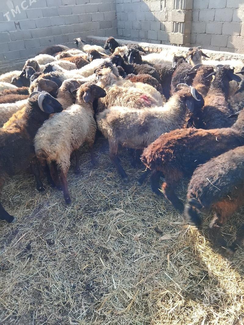 tokly - Бахарден - img 2