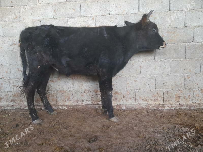 ŞIWES ÖKIZ - Багир - img 4