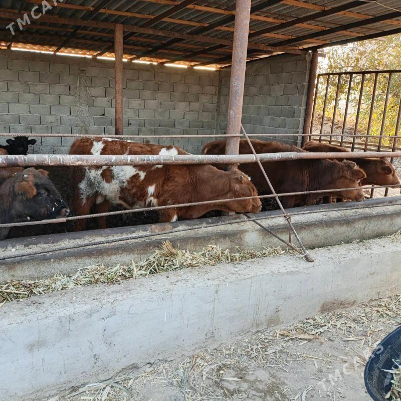 Öküz - Büzmeýin - img 3