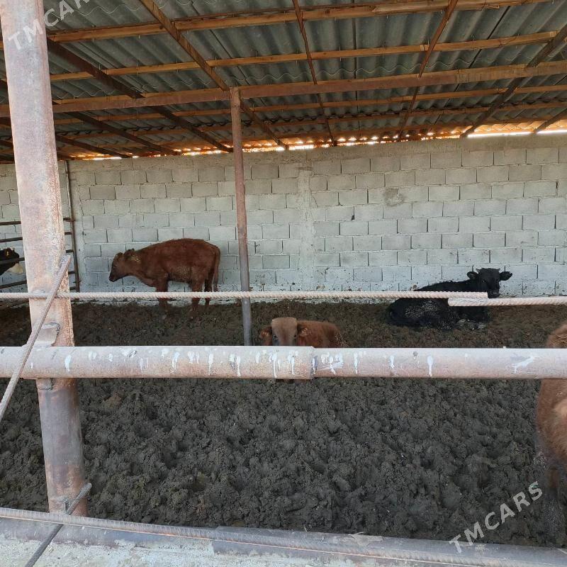 Öküz - Büzmeýin - img 2